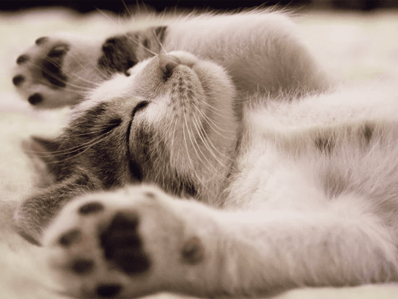 5 mauvaises habitudes qui nuisent à votre sommeil (et comment les corriger)