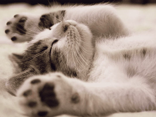 5 mauvaises habitudes qui nuisent à votre sommeil (et comment les corriger)