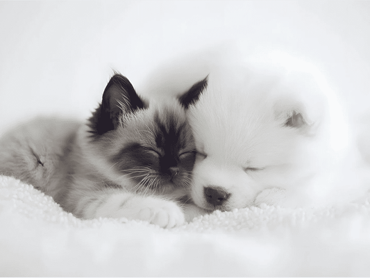 Ronflement et sommeil de couple : une solution douce pour mieux dormir à deux